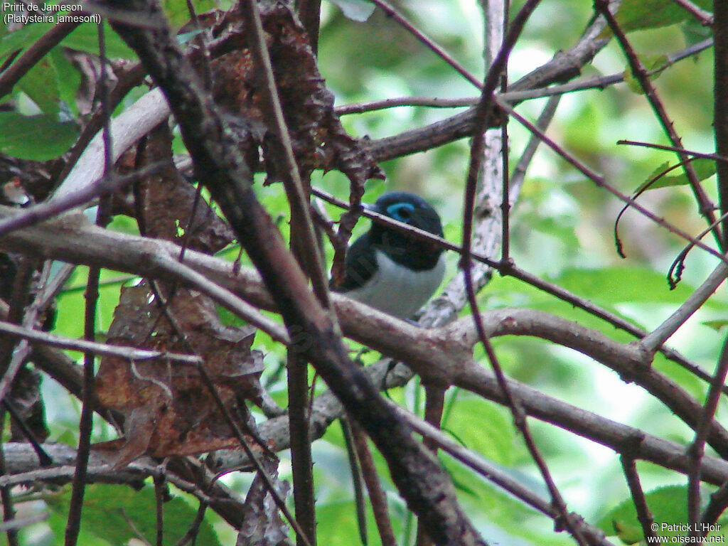 Jameson's Wattle-eye female adult, identification