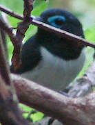 Jameson's Wattle-eye