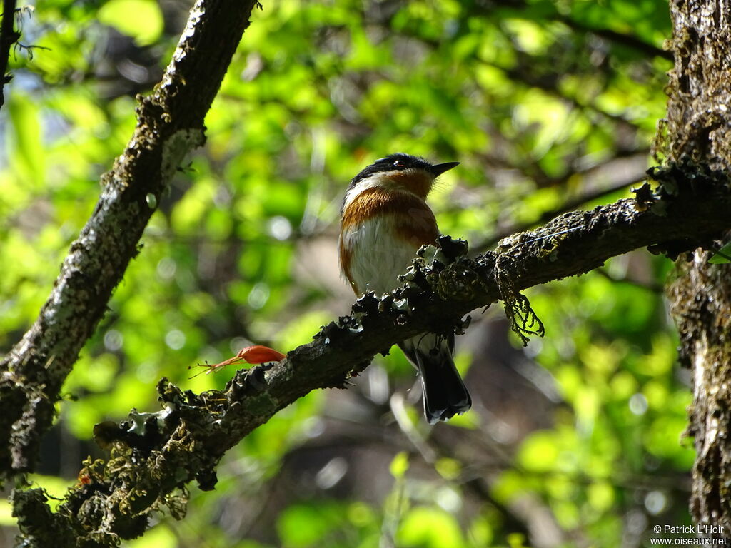 Cape Batis