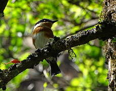 Cape Batis