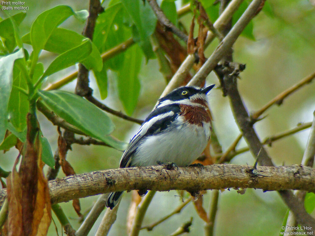 Chinspot Batis