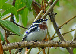 Chinspot Batis