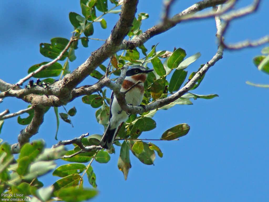 Pale Batis female adult, Behaviour