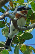 Pale Batis