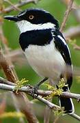 Pygmy Batis