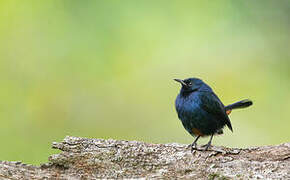 Indian Robin