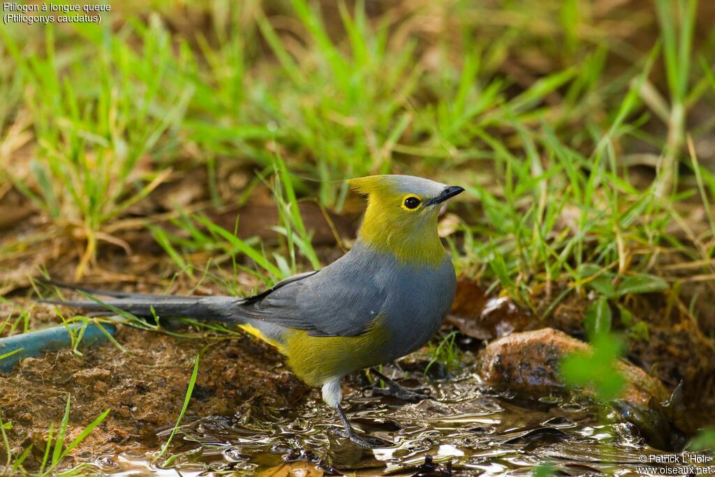 Long-tailed Silky-flycatcheradult