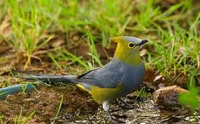 Long-tailed Silky-flycatcher