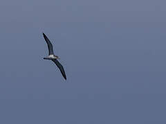 Scopoli's Shearwater