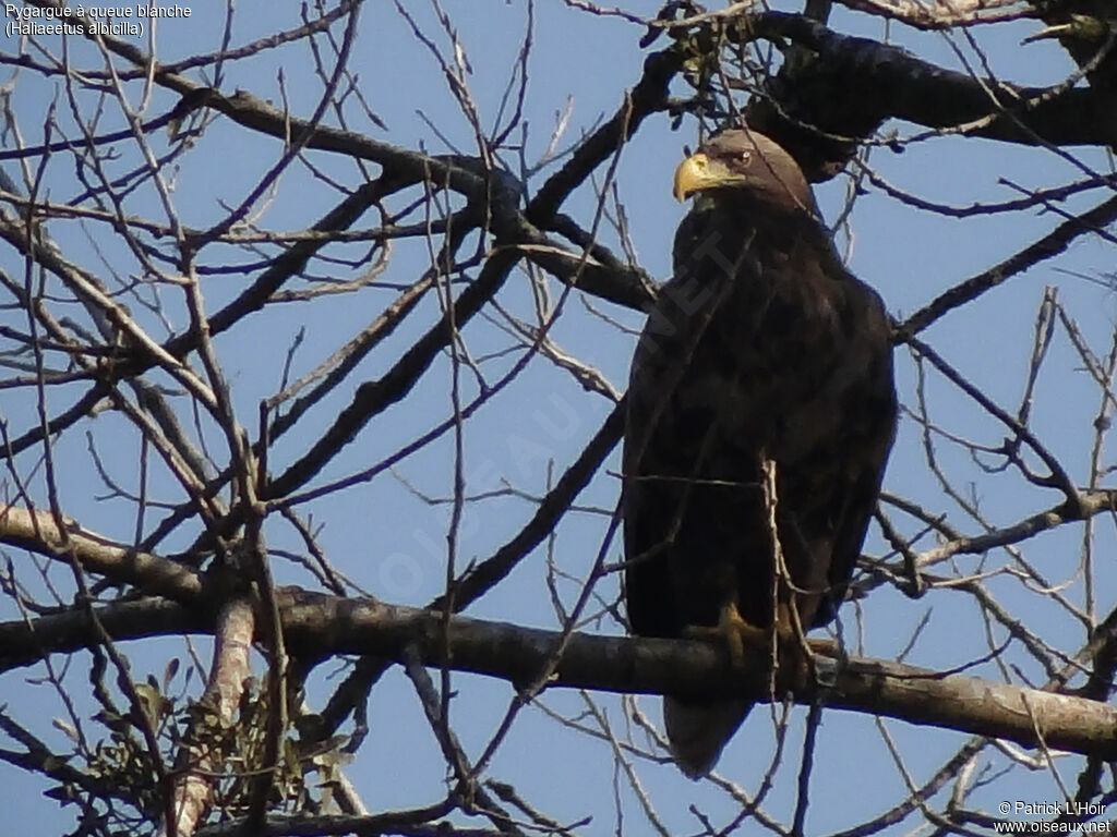 White-tailed Eagle