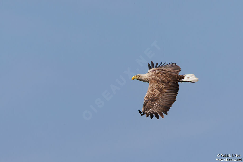 White-tailed Eagle