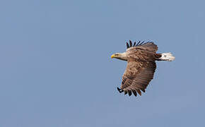 White-tailed Eagle