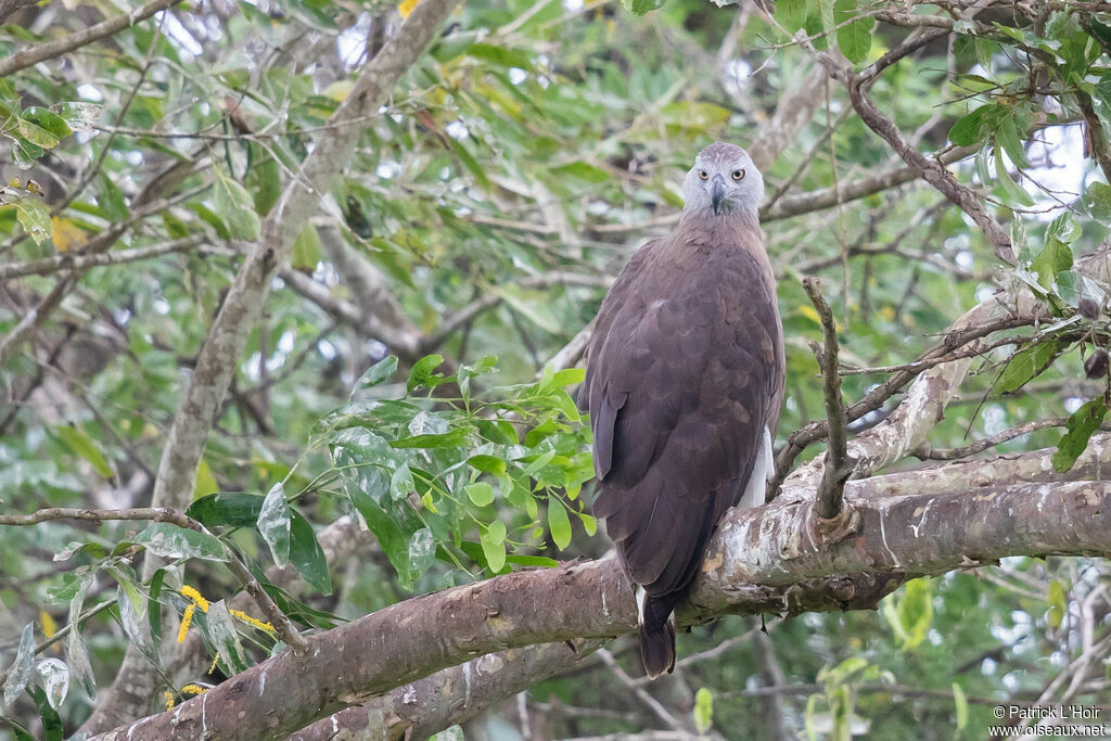 Grey-headed Fish Eagleadult