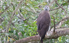 Grey-headed Fish Eagle