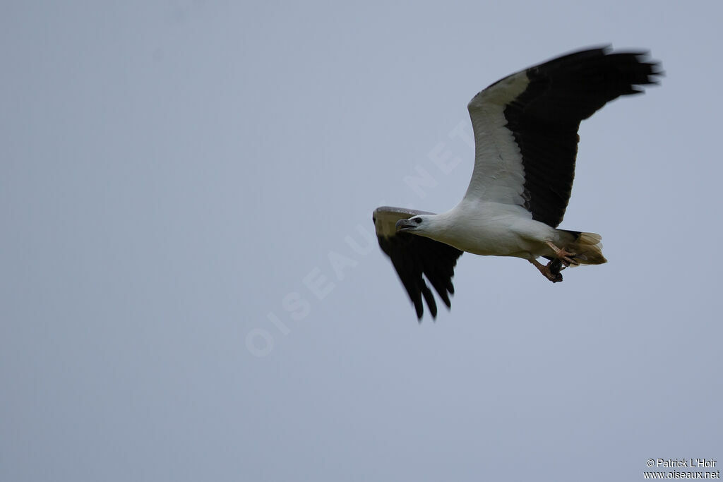 White-bellied Sea Eagleadult