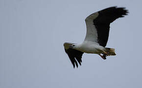 White-bellied Sea Eagle