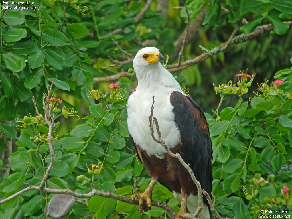 African Fish Eagle