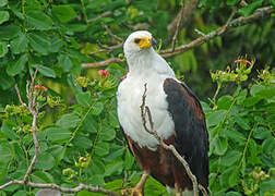 African Fish Eagle