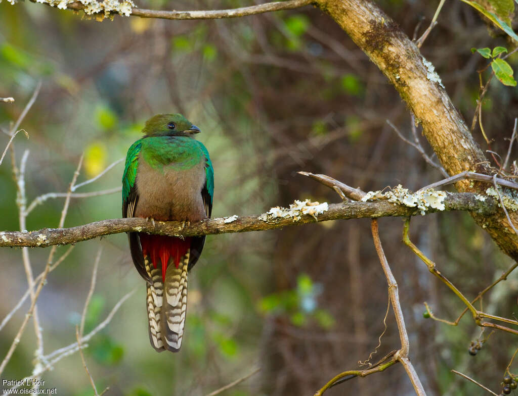 Quetzal resplendissant femelle adulte, portrait