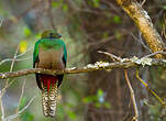 Quetzal resplendissant