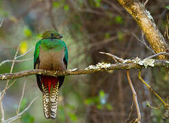 Quetzal resplendissant