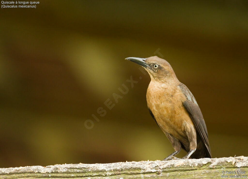 Great-tailed Grackle female adult