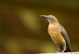 Great-tailed Grackle