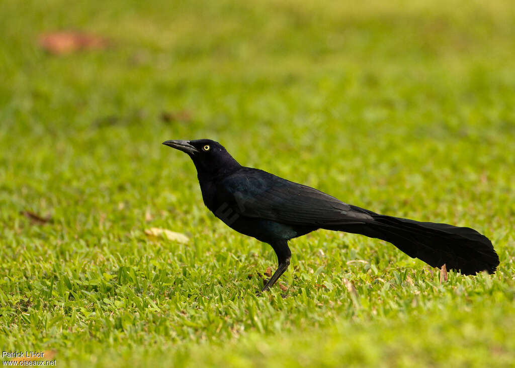 Great-tailed Grackle male adult, identification