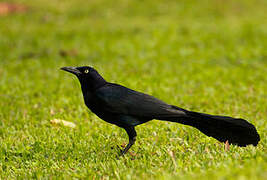 Great-tailed Grackle