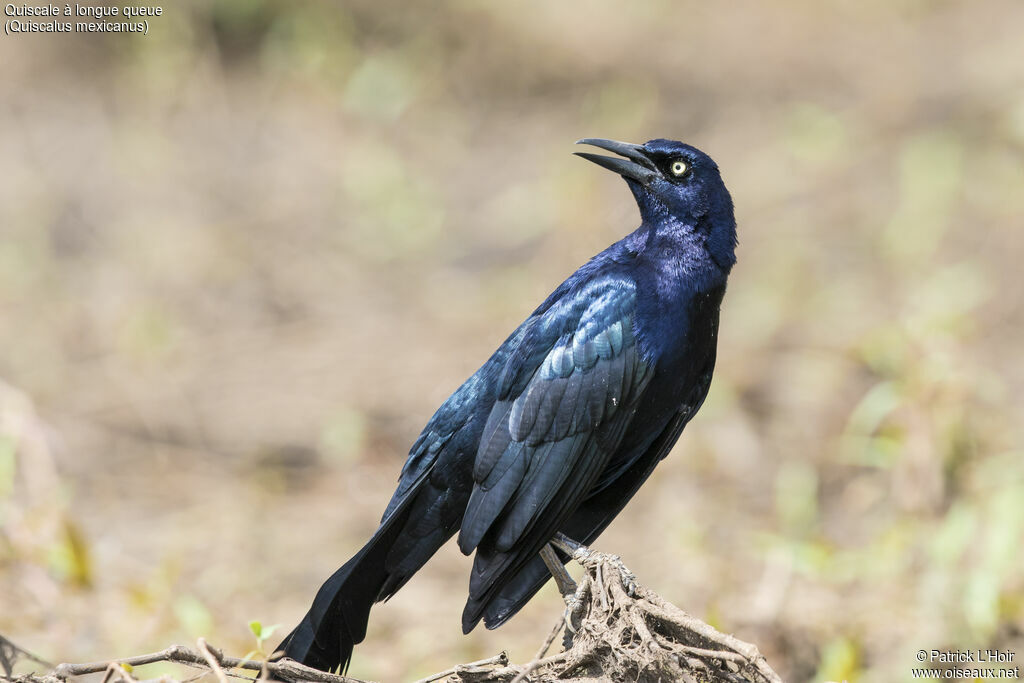 Great-tailed Grackle