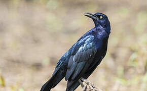 Great-tailed Grackle