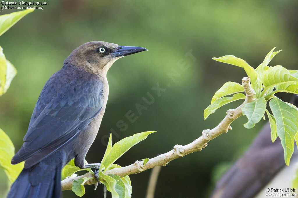 Great-tailed Grackle female adult