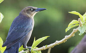 Great-tailed Grackle