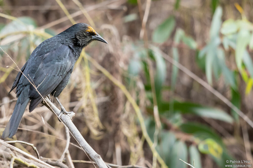 Austral Blackbird