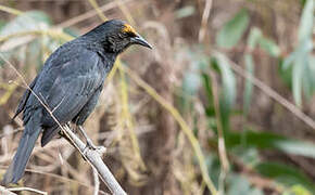 Austral Blackbird