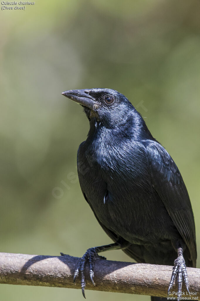 Melodious Blackbird