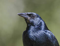 Melodious Blackbird