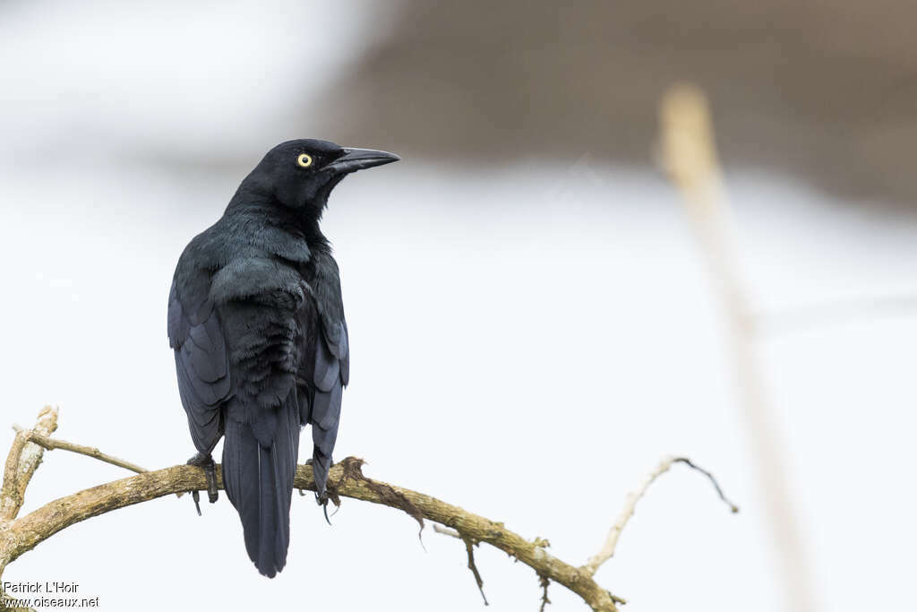 Nicaraguan Grackle male adult