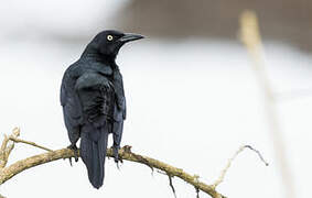 Nicaraguan Grackle