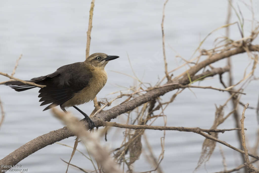 Nicaraguan Grackle female adult