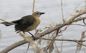 Nicaraguan Grackle