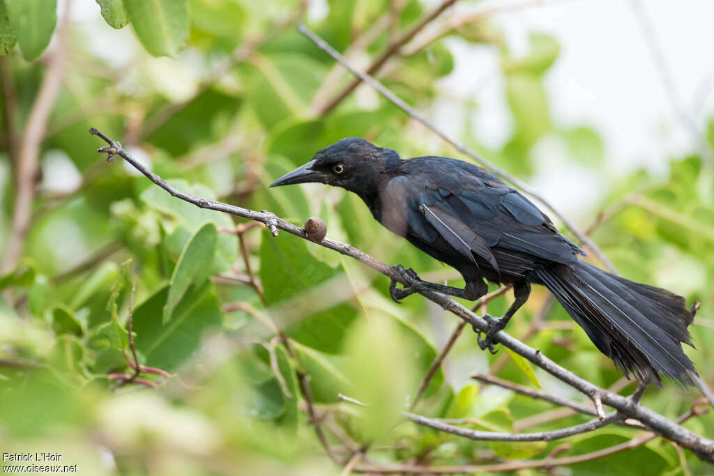 Greater Antillean GrackleFirst year, identification