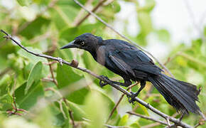 Greater Antillean Grackle