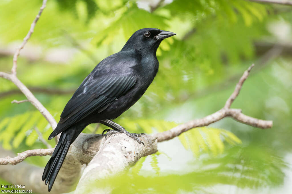 Cuban Blackbirdadult, identification