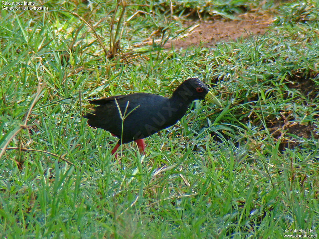 Black Crake