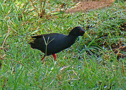 Black Crake