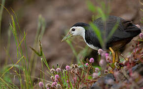 White-breasted Waterhen