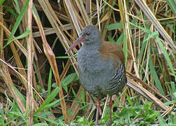 African Rail