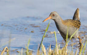 Water Rail