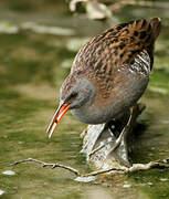 Water Rail